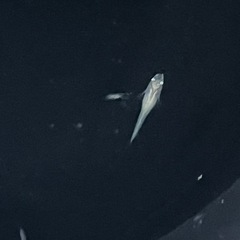 ピュアホワイトメダカ幼魚10匹の画像