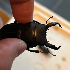 奄美　スジブトヒラタクワガタ　の画像