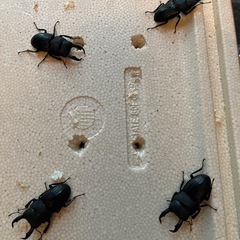 奄美　スジブトヒラタクワガタ　の画像