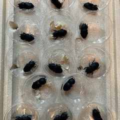 奄美　スジブトヒラタクワガタ　の画像