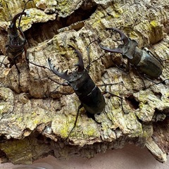 限定特価品、三重県産ミヤマクワガタ♂10頭オマケあり。の画像
