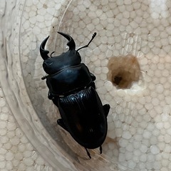 破格　能勢YGオオクワガタの画像