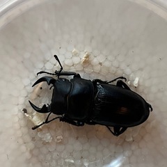 破格　能勢YGオオクワガタの画像