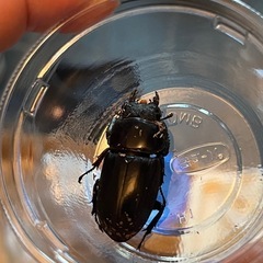 破格　能勢YGオオクワガタの画像