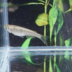 スフィンクス1P 若魚の画像