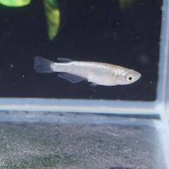 スフィンクス1P 若魚の画像