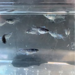 ミッドナイトフリルメダカ2ペア➕αの画像