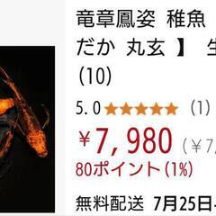 メダカ　竜章鳳姿(りゅうしょうほうし)　幼魚の画像