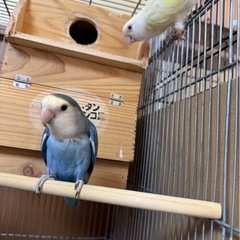 コザクラインコ里親募集