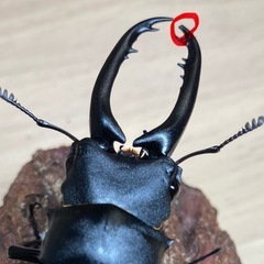 （訳あり）ギラファノコギリクワガタ♂単品の画像
