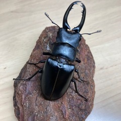 （訳あり）ギラファノコギリクワガタ♂単品の画像