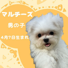 マルチーズの男の子
