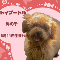 トイプードルの男の子