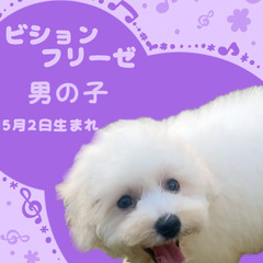 ビションフリーゼの男の子