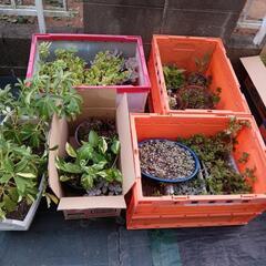 多肉　観葉植物　色々の画像