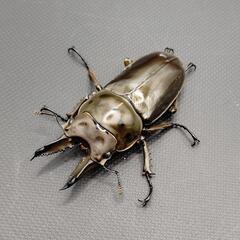 【♂♀ペア】ババオウゴンオニクワガタの画像