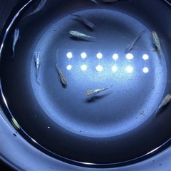 ラメMIX🐟若魚　12匹の画像