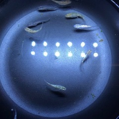 ラメMIX🐟若魚　12匹の画像