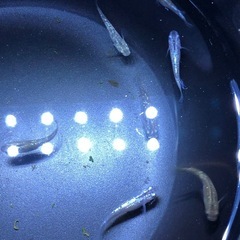 ラメMIX🐟若魚　12匹の画像