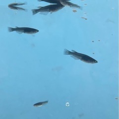 届けます‼️めだか稚魚10匹〜の画像