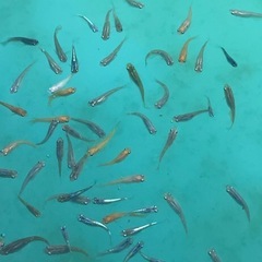 届けます‼️めだか稚魚10匹〜の画像