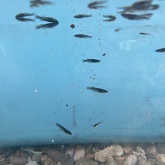 届けます‼️めだか稚魚10匹〜の画像