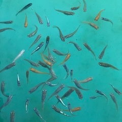 届けます‼️めだか稚魚10匹〜の画像