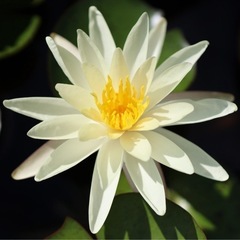 睡蓮（黄色）の画像