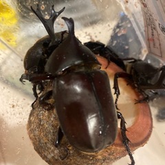 カブトムシ・ノコギリクワガタの画像