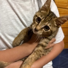 【急募】茶トラ 子猫？