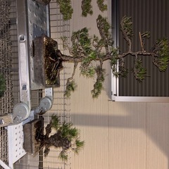 お話中→盆栽③の画像