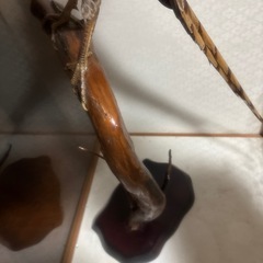 鳥の剥製　ヤマドリの画像