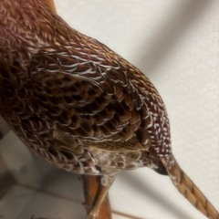 鳥の剥製　ヤマドリの画像