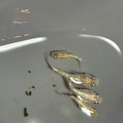 自由研究にどうぞ！ミックスメダカの画像