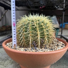 金鯱　キンシャチ　サボテンの画像