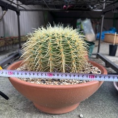 金鯱　キンシャチ　サボテンの画像