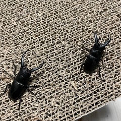 アマミノコギリクワガタ
の画像