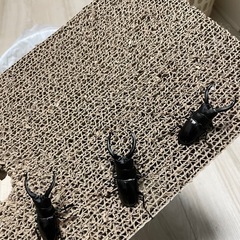 アマミノコギリクワガタ
の画像