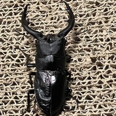 アマミノコギリクワガタ
の画像
