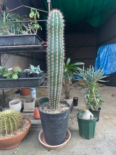 武倫柱　ブリンチュウ