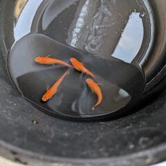 紅帝 めだか メダカの画像