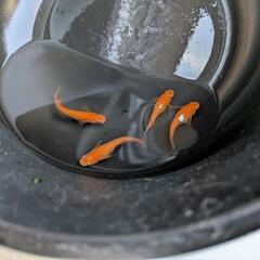 紅帝 めだか メダカの画像