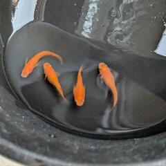 紅帝 めだか メダカの画像