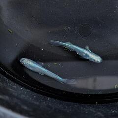 ブルージェイ めだか メダカの画像