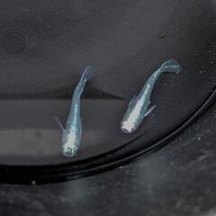 ブルージェイ めだか メダカの画像