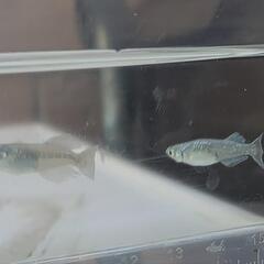 ブルージェイ めだか メダカの画像