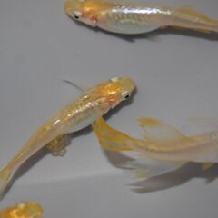 メダカ　天女半月稚魚　（１㎝前後）　15匹の画像