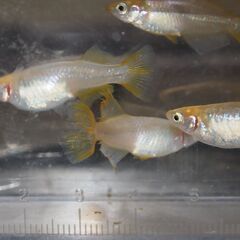 メダカ　天女半月稚魚　（１㎝前後）　15匹の画像