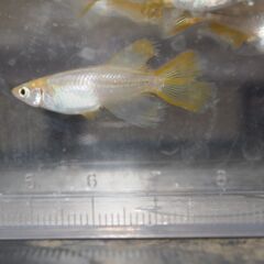 メダカ　天女半月稚魚　（１㎝前後）　15匹の画像