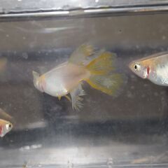 メダカ　天女半月稚魚　（１㎝前後）　15匹の画像